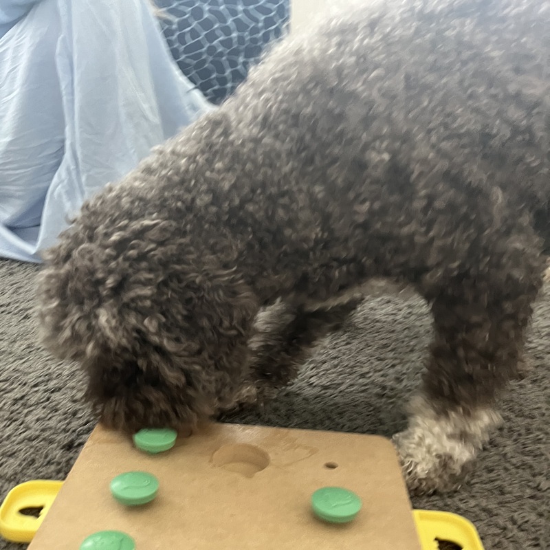 Koirapeleissä tekemistä on sekä asiakkaalla, että koiralla.